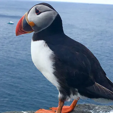 Dom wakacyjny Foxglove House