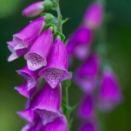 Holiday home Foxglove House
