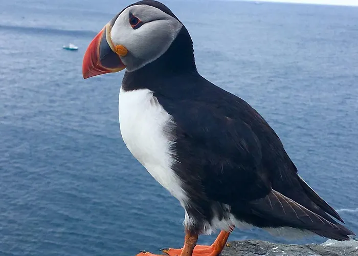 בית נופש Foxglove House