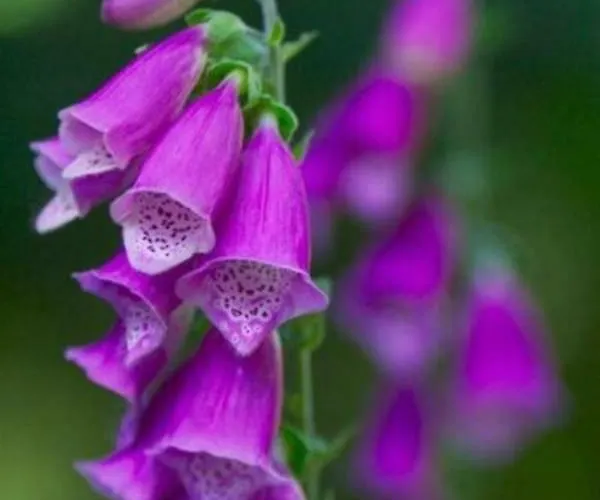 Feriehus Foxglove House